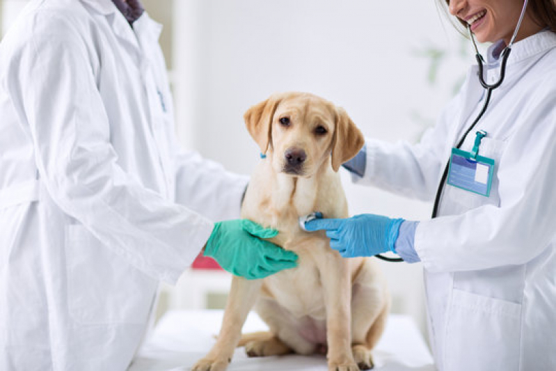 Clínica de Cachorro 24 Horas Endereço Reserva - Clínica Veterinária 24h Próximo de Mim