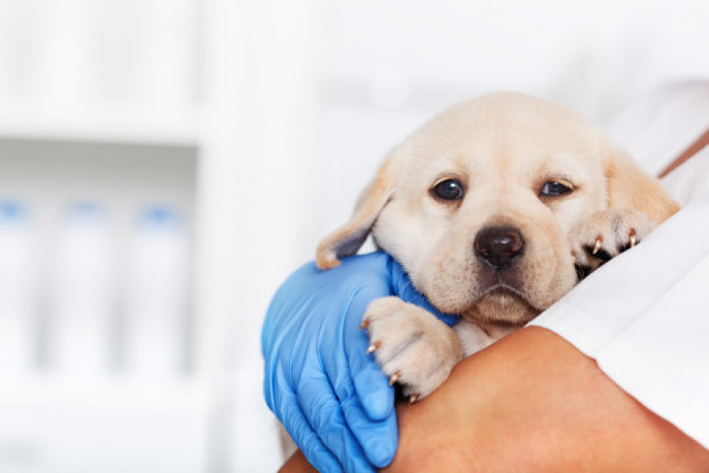Clínica de Cachorros 24 Horas Palmeira - Clínica Veterinária 24hrs