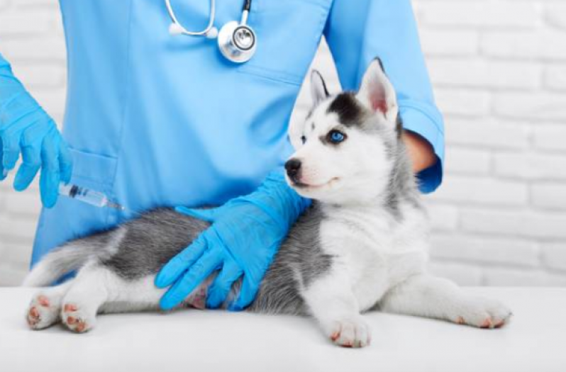 Clínica Especialista em Vacina contra Leishmaniose Canina Fernandes Pinheiro - Vacina em Filhote de Cachorro