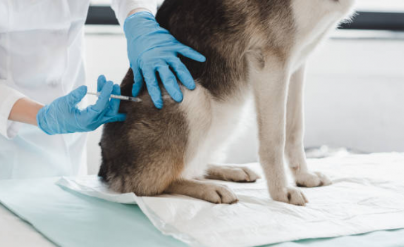 Clínica Especialista em Vacina para Cachorro V10 Rio das Areias - Vacina de Filhote de Cachorro