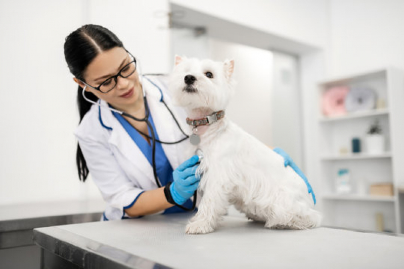 Clínica Especializada em Dermatologista de Animais Abapã - Dermatologista para Cachorros