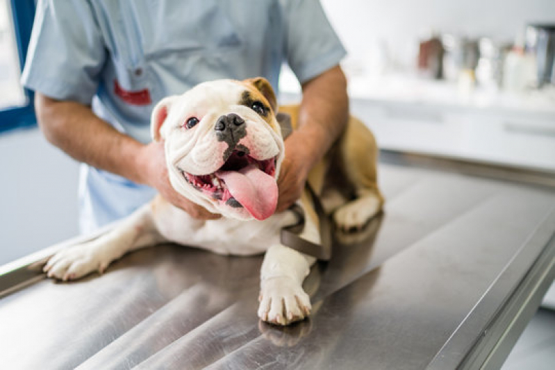 Clínica Especializada em Dermatologista para Animais Tronco - Dermatologista para Pet