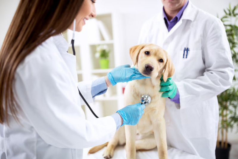 Clínica Especializada em Dermatologista para Cachorro Santa Cruz - Dermatologista de Animais