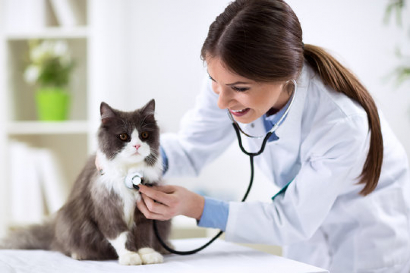 Clínica Especializada em Dermatologista para Cachorros Biscaia - Dermatologista para Pet