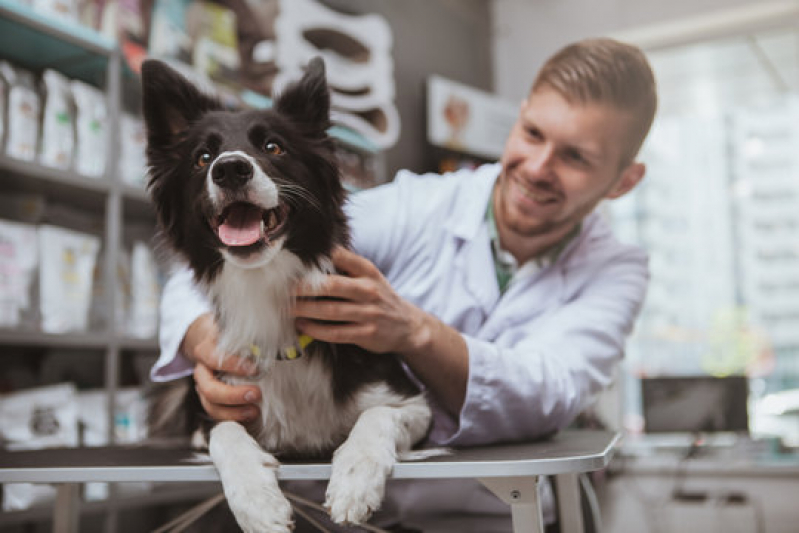 Clínica Especializada em Dermatologista para Cães e Gatos Nova Rússia - Dermatologista para Animais