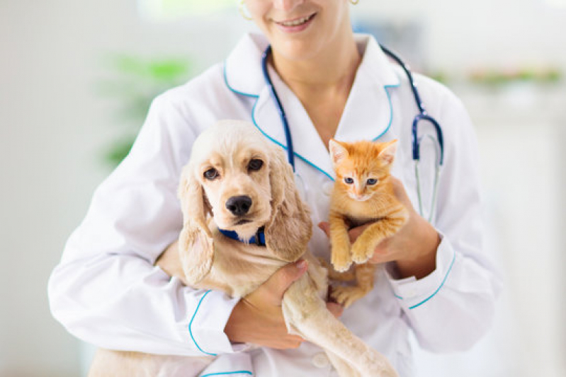 Clínica Especializada em Dermatologista para Gato Santa Cruz - Dermatologista para Pet