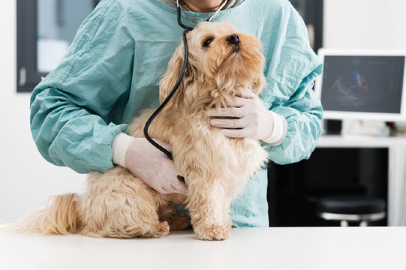 Clínica Especializada em Dermatologista para Gatos Órfãs - Dermatologista para Cães e Gatos