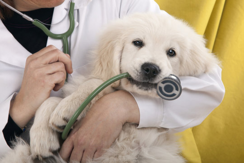 Clínica Especializada em Dermatologista para Pet Santa Cruz - Dermatologista de Animais