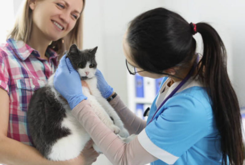 Clínica Especializada em Fisioterapia em Gato Ponta Grossa - Fisioterapia para Gatos com Problema Renal