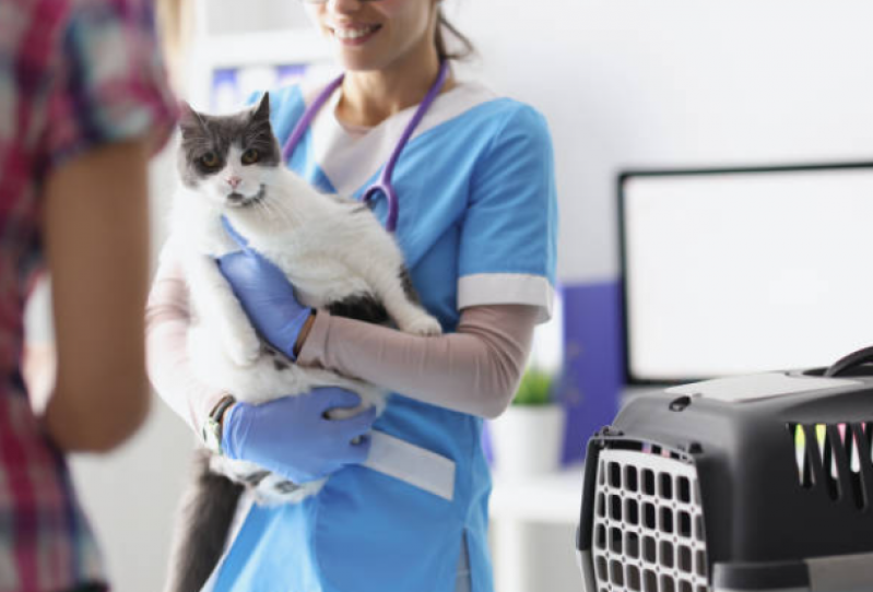 Clínica Especializada em Fisioterapia para Gatos com Problema Renal Sete Saltos - Fisioterapia em Gato