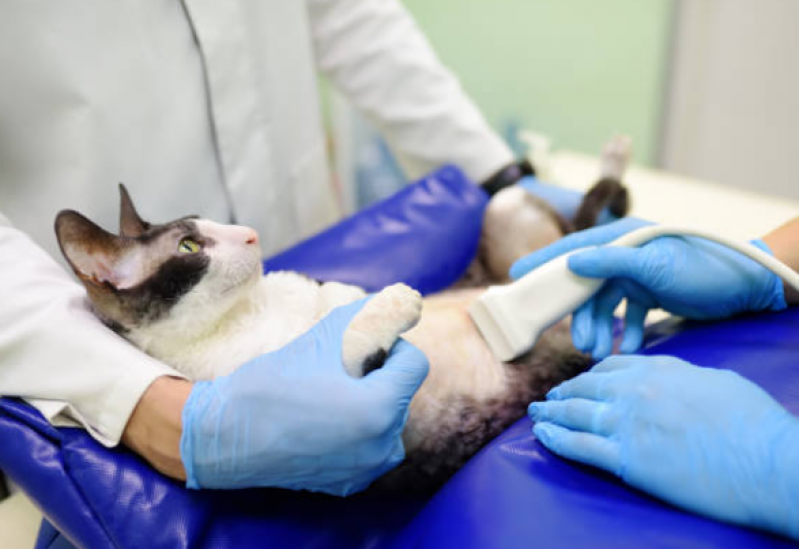 Clínica Especializada em Fisioterapia para Gatos com Problemas Renais Guaragi - Fisioterapeuta para Gato