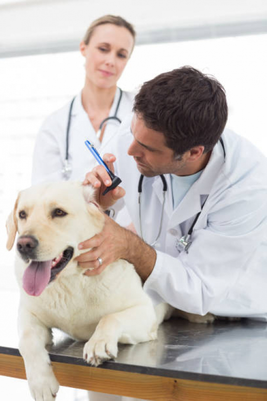 Clínica Veterinária de Emergência Telefone Cara-cara - Clínica Veterinária de Cães e Gatos
