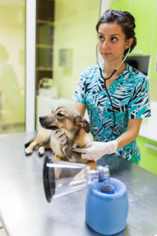 Clínica Veterinária Emergencial Telefone Santa Cruz - Clínica Veterinária de Cães e Gatos