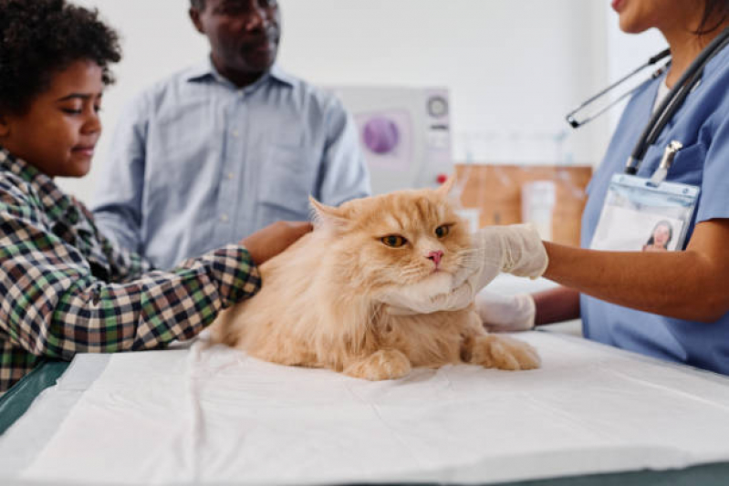 Clínica Veterinária Especializada em Cães e Gatos Telefone Oficinas - Clínica Veterinária Perto de Mim