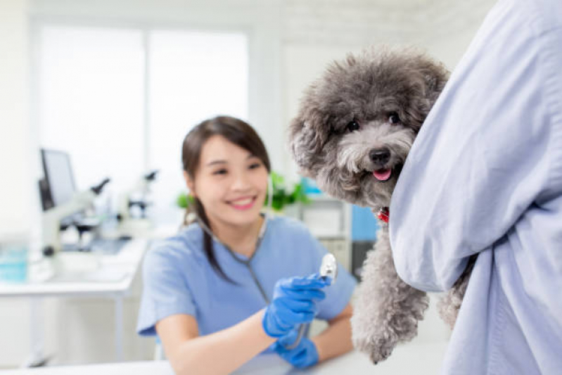 Clínica Veterinária Especializada em Cães e Gatos Biscaia - Clinica Veterinária 24 Horas