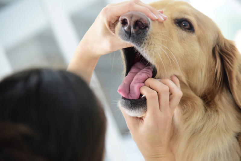 Clínica Veterinária Especializada em Cardiologia Perto de Mim Três Pontões - Clínica Veterinária para Cães Idosos