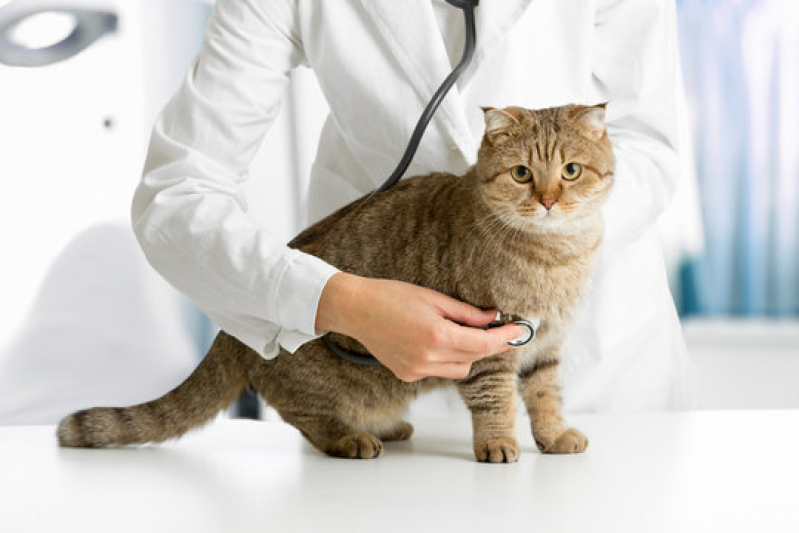 Clínica Veterinária Especializada em Nutrição Irati - Clínica Veterinária para Gato