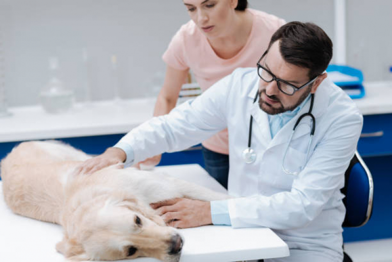Clínica Veterinária Mais Próximo de Mim Telefone Palmar - Clínica Veterinária de Cães e Gatos