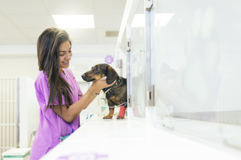 Clínica Veterinária para Cachorro Perto de Mim São Silvestre - Clínica Veterinária para Filhotes