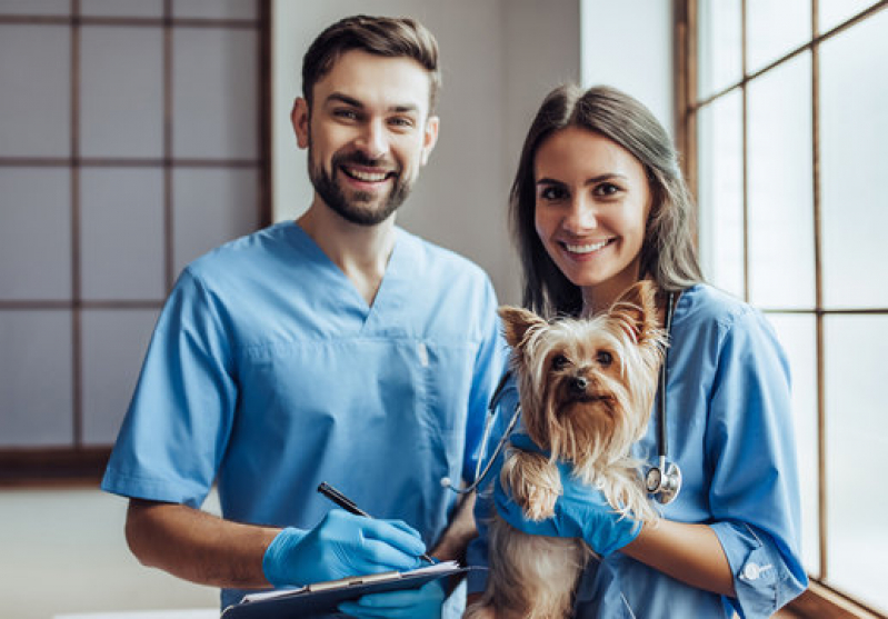 Clínica Veterinária para Cachorro Telefone Nova Rússia - Clínica Veterinária para Ortopedia