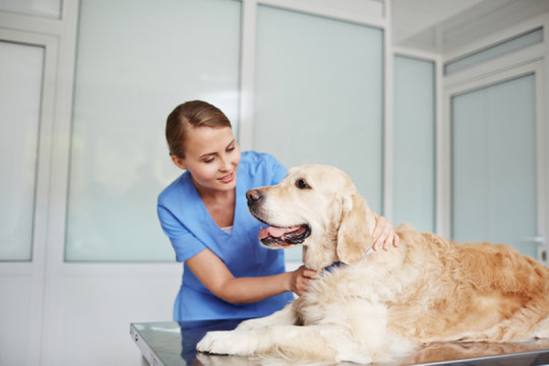 Clínica Veterinária para Cachorro Encruzilhada - Clínica Veterinária para Cães