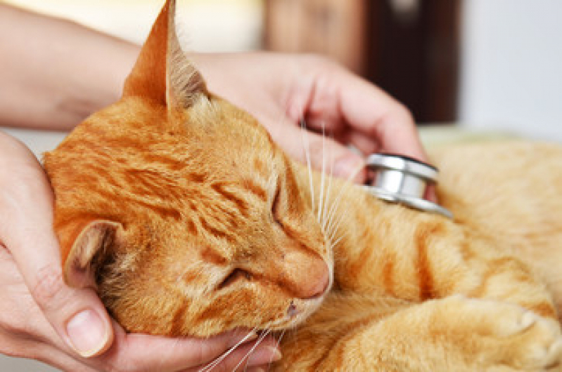 Clínica Veterinária para Cães e Gatos Colônia - Clínica Veterinária Especializada em Cardiologia