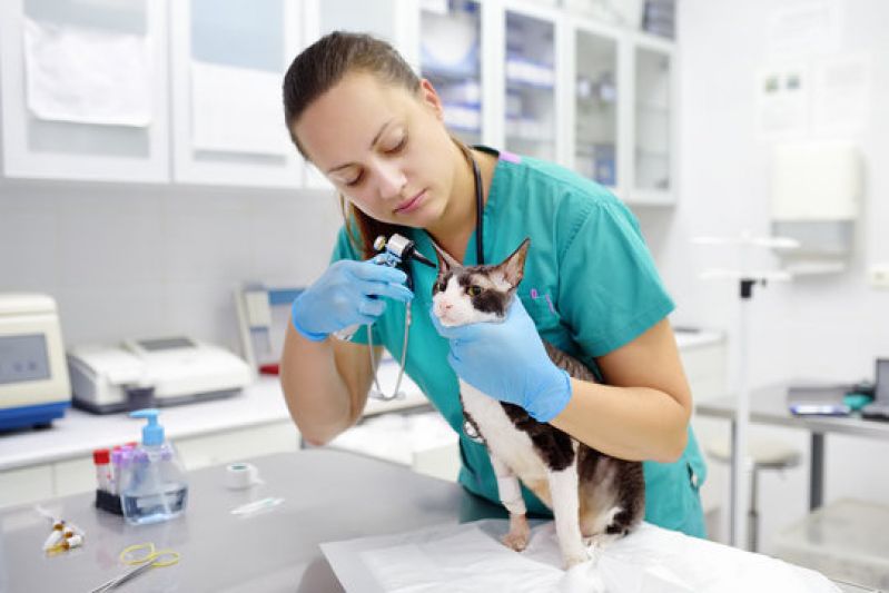Clínica Veterinária para Cães Idosos Perto de Mim Olarias - Clínica Veterinária para Gato