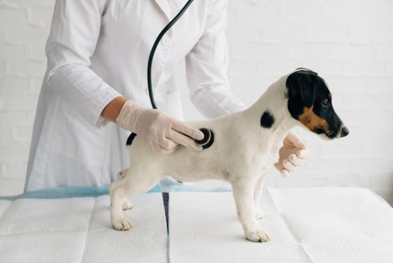 Clínica Veterinária para Cães Idosos Telefone Passo do Pupo - Clínica Veterinária Especializada em Cardiologia
