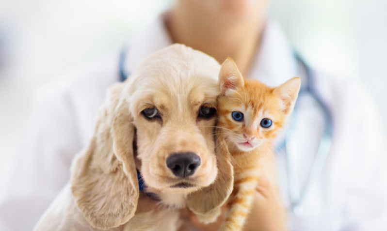 Clínica Veterinária para Cães Idosos Cara-cara - Clínica Veterinária Especializada em Cardiologia