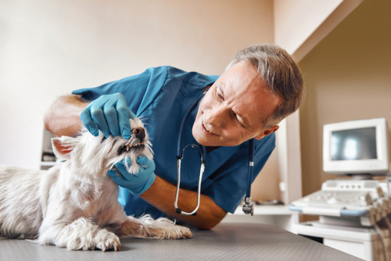 Clínica Veterinária para Cães Telefone Carambeí - Clínica Veterinária Especializada em Cardiologia