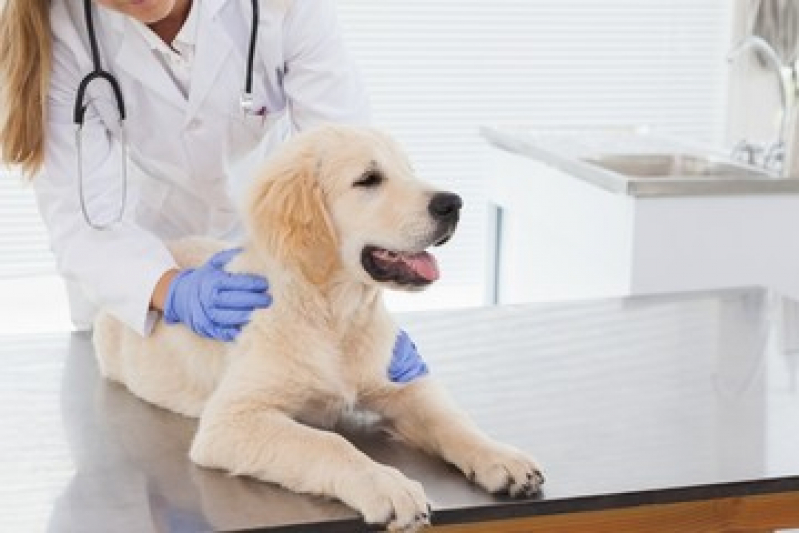 Clínica Veterinária para Filhotes Perto de Mim Uvaia - Clínica Veterinária para Cães Idosos