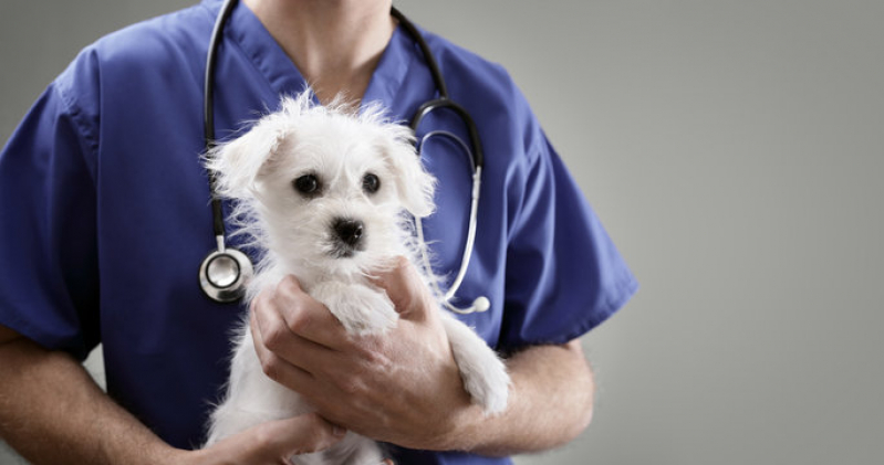 Clínica Veterinária para Ortopedia Telefone Guaragi - Clínica Veterinária para Cães