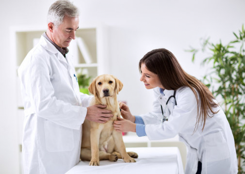Clínica Veterinária para Ortopedia Boa Vista - Clínica Veterinária para Cães