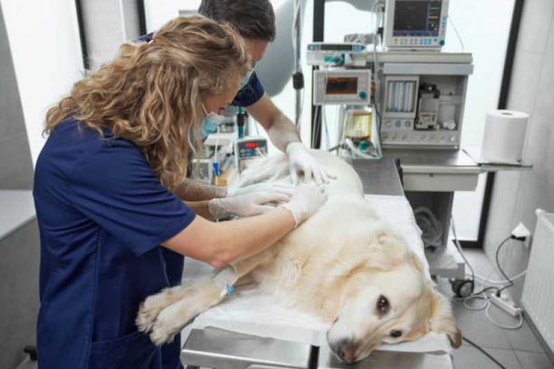 Clínica Veterinária Perto de Mim Telefone Estrela - Clínica Veterinária de Cães e Gatos