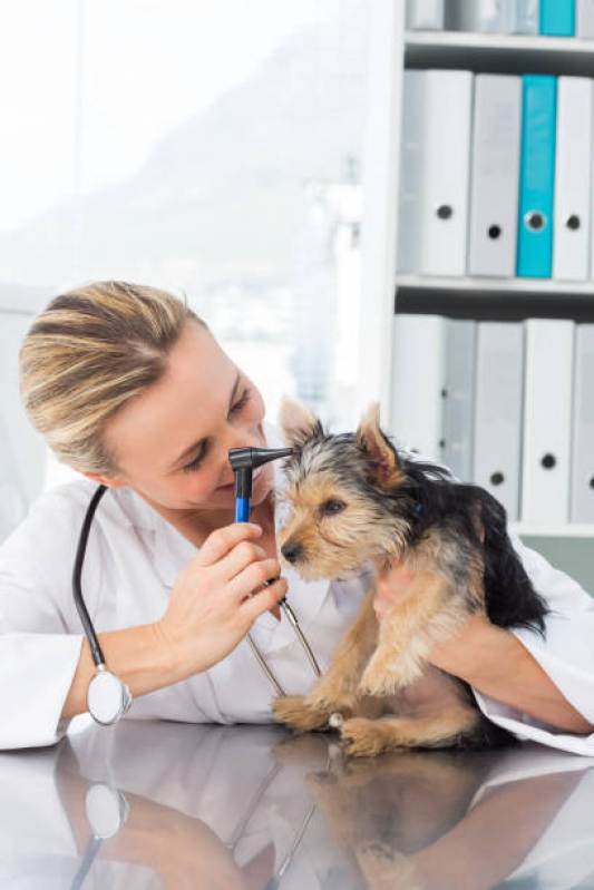 Consulta para Animais Agendar Nova Rússia - Consulta Veterinária Dermatológica para Cachorro