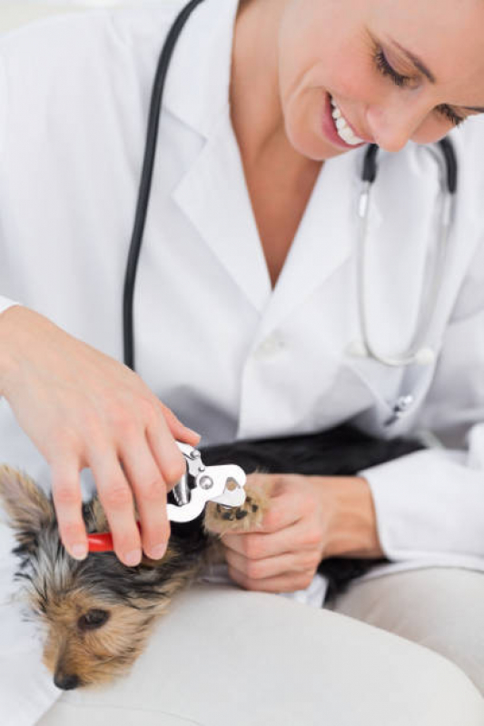 Consulta para Animais Marcar Telêmaco Borba - Consulta Veterinária Dermatológica para Cachorro