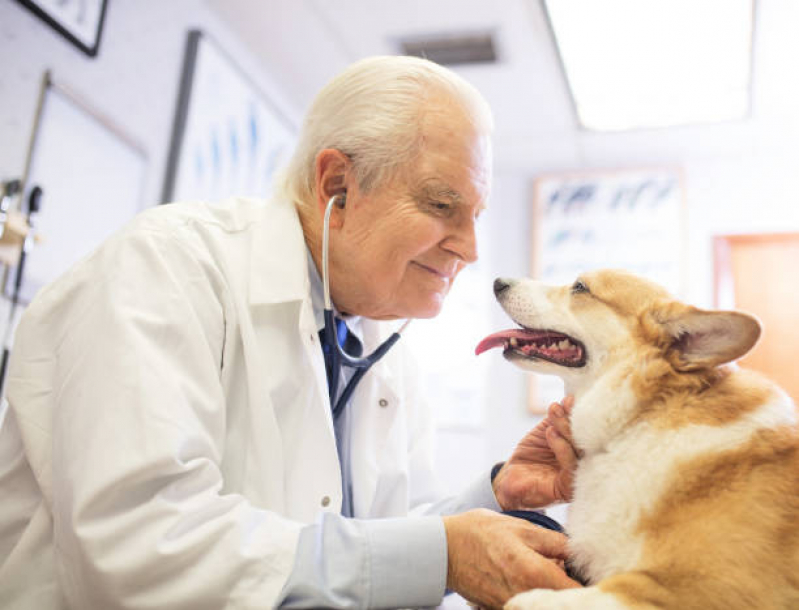 Consulta para Cachorro Agendar Contorno - Consulta Veterinária para Cachorro