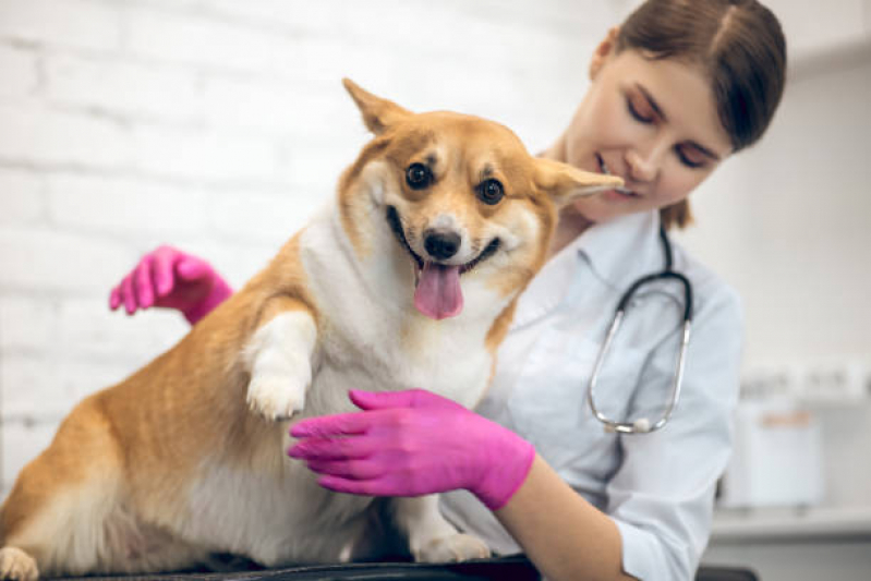Consulta para Cachorro Centro - Consulta Veterinária para Animais de Estimação