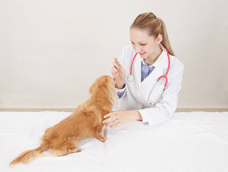 Consulta Veterinária Cachorro Agendar Olarias - Consulta Veterinária para Animais de Estimação