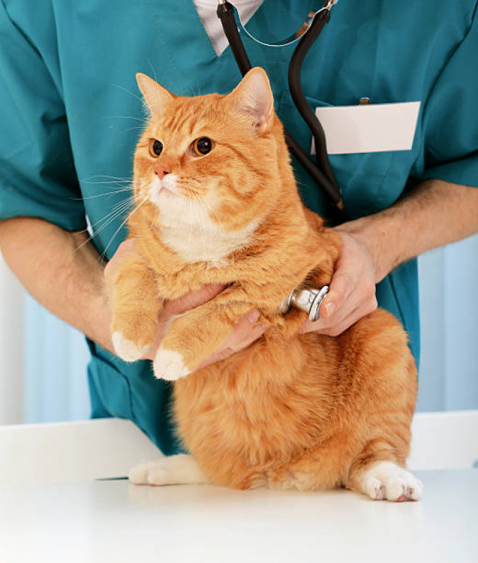 Consulta Veterinária de Gatos Agendar Tronco - Consulta Veterinária para Gatos