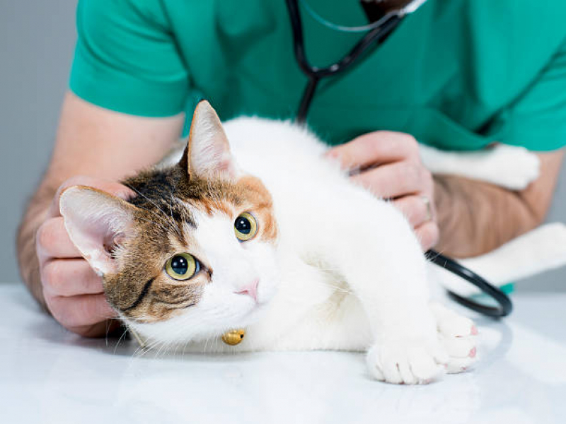 Consulta Veterinária de Gatos Biscaia - Consulta Veterinária para Gatos