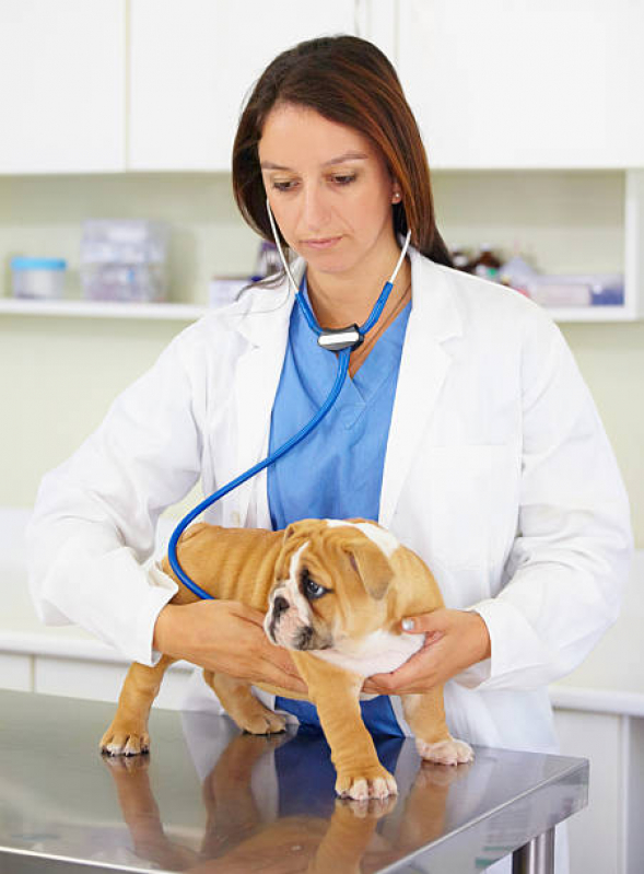 Consulta Veterinária Dermatológica para Cachorro Taquaruçu - Consulta Veterinária para Animais de Estimação