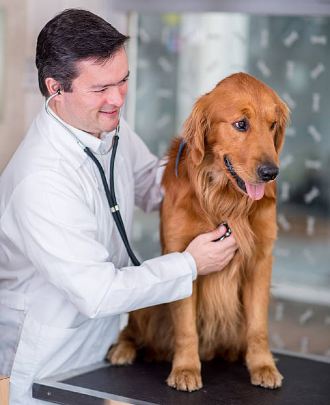 Consulta Veterinária Gato Marcar Oficinas - Consulta Veterinária para Cachorros