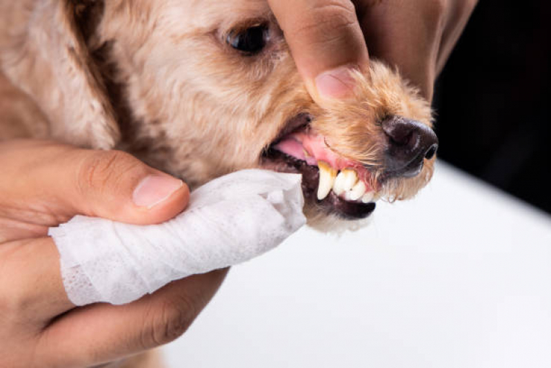 Consulta Veterinária para Cachorro Agendar Irati - Consulta Veterinária para Animais de Estimação