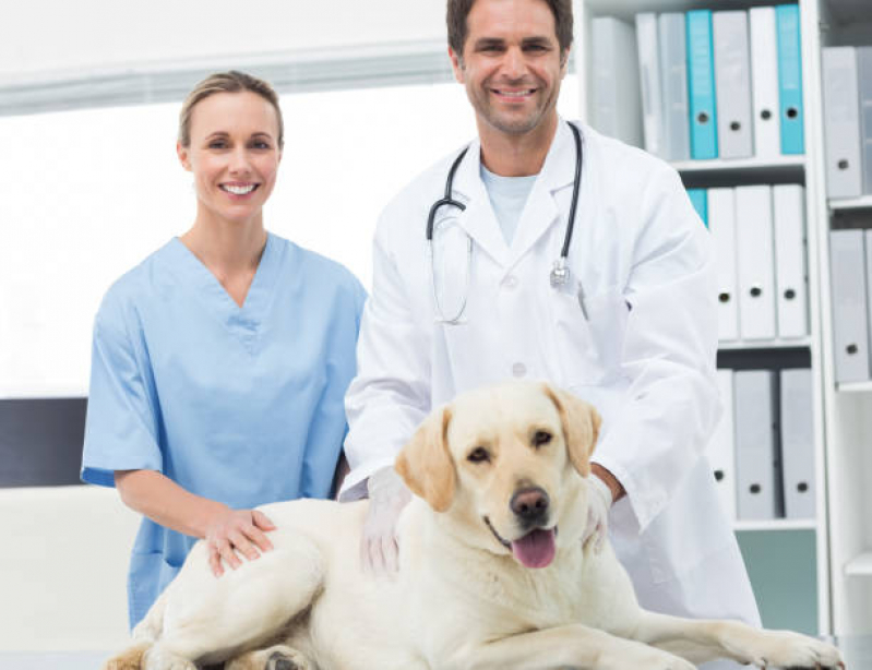 Consulta Veterinária para Cachorro Piraí do Sul - Consulta Veterinária para Cachorros