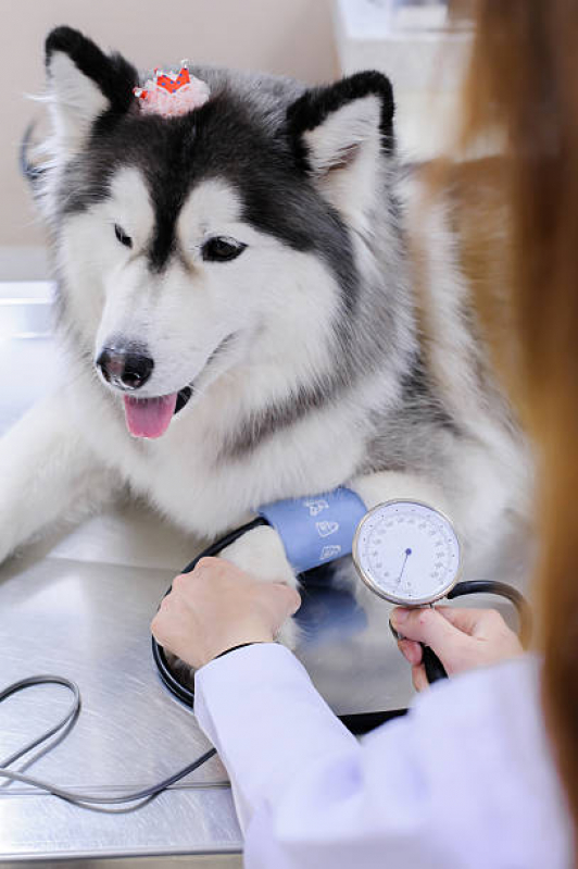 Consulta Veterinária para Cachorros Oficinas - Consulta Veterinária Dermatológica para Cachorro