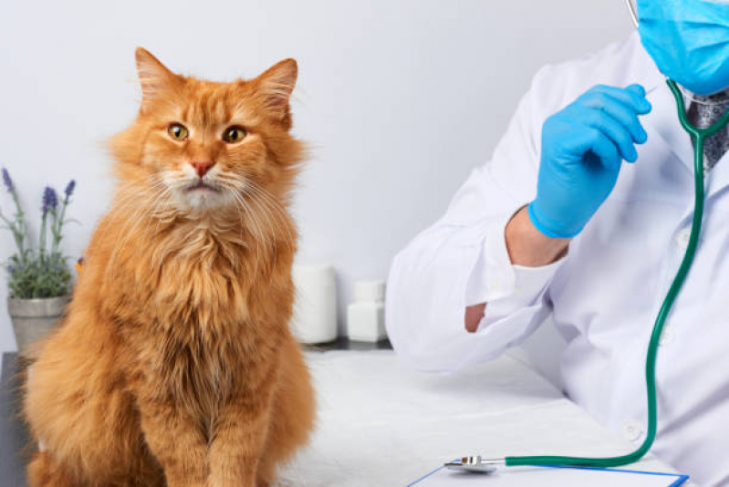 Consulta Veterinária para Gato Agendar Santa Cruz - Consulta Veterinária para Gato