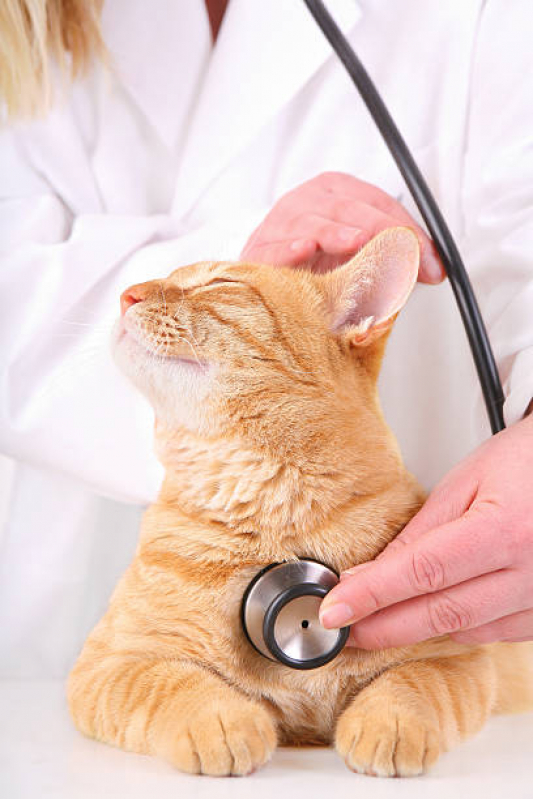 Consulta Veterinária para Gato Abapã - Consulta Veterinária para Gato