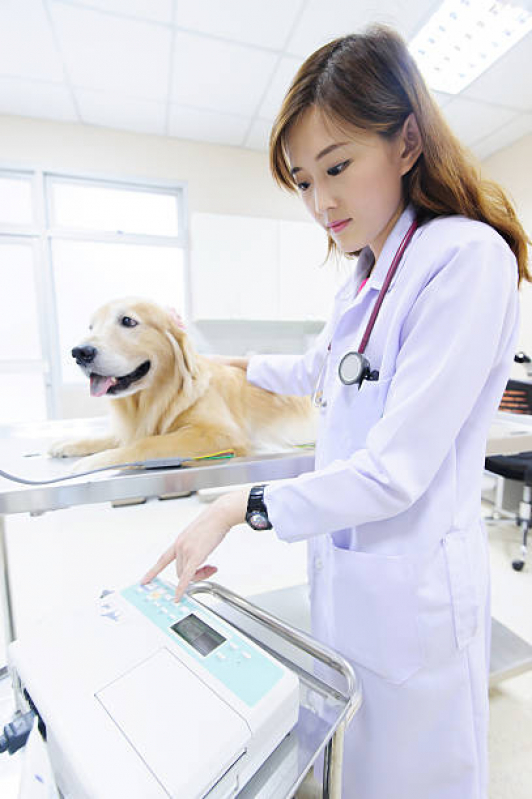 Consulta Veterinária Passo do Pupo - Consulta para Cachorro