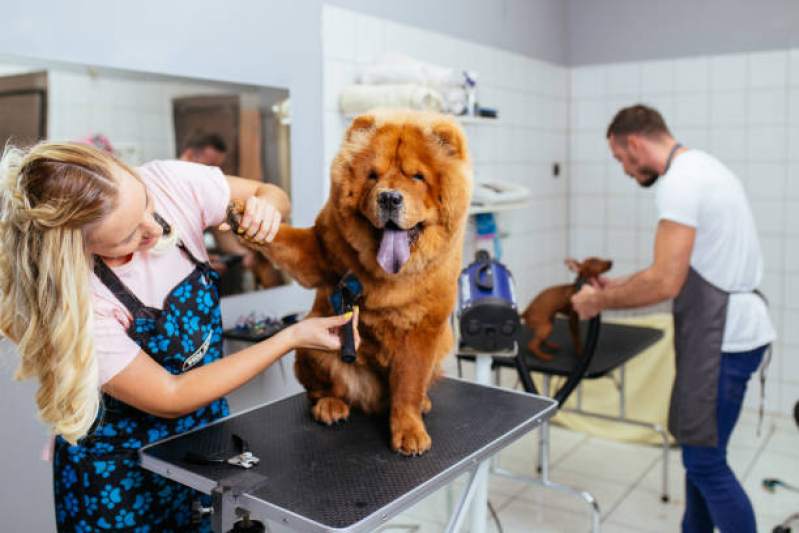 Contato de Banho e Tosa para Cachorro Uvaranas - Banho e Tosa Pet Shop